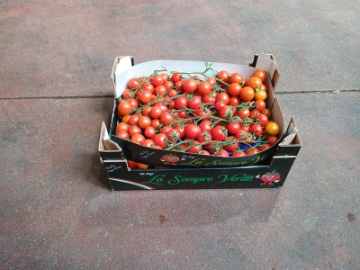 Foto Pomodoro Ciliegino Origine Italia Marchio Sempre Verde  1