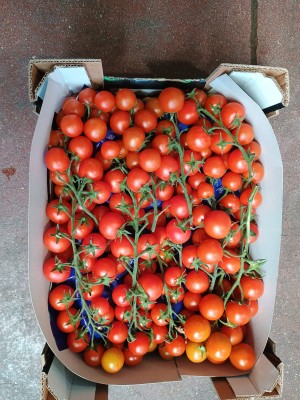Foto Pomodoro Ciliegino Origine Italia Marchio Sempre Verde  2