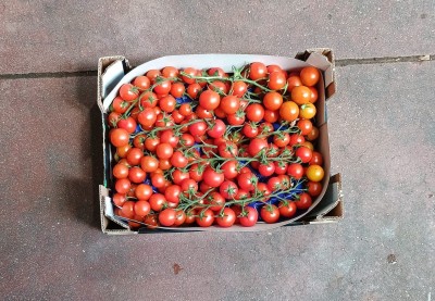 Foto Pomodoro Ciliegino Origine Italia Marchio Sempre Verde  3