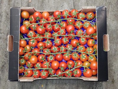 Foto Pomodoro Ciliegino Origine Italia Marchio Sempre Verde 3