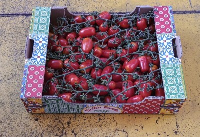 Foto Pomodoro Datterino Origine Italia Marchio Sicilia Bedda  1