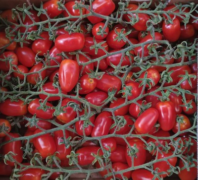 Foto Pomodoro Datterino Origine Italia Marchio Sicilia Bedda  2