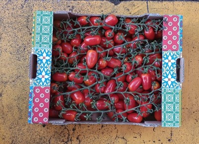 Foto Pomodoro Datterino Origine Italia Marchio Sicilia Bedda  3