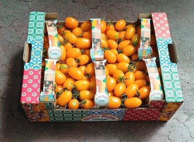 Foto Pomodoro Datterino Giallo Origine Italia Marchio Sicilia Bedda  1