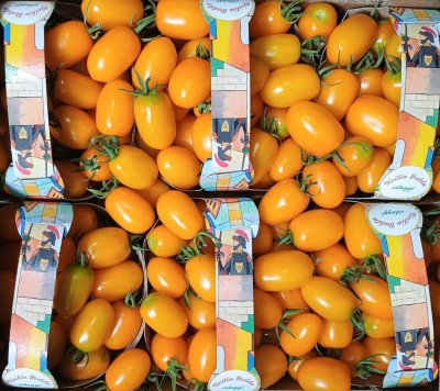 Foto Pomodoro Datterino Giallo Origine Italia Marchio Sicilia Bedda  2