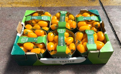 Foto Pomodoro Datterino Giallo Origine Italia Marchio Vasile 1