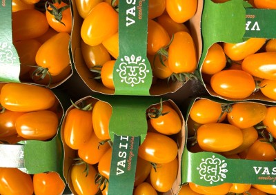 Foto Pomodoro Datterino Giallo Origine Italia Marchio Vasile 2