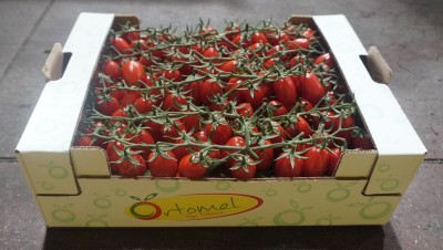 Foto Pomodoro Varietà Datterino Origine Italia Marchio OrtomeL 1