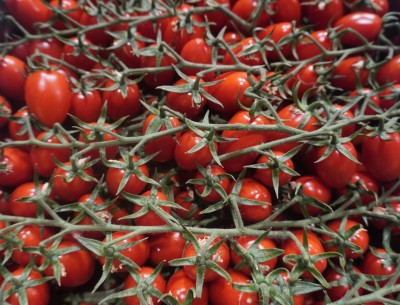 Foto Pomodoro Varietà Datterino Origine Italia Marchio OrtomeL 2
