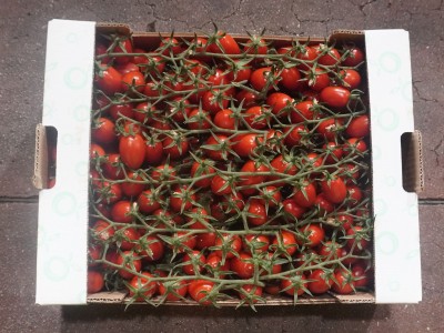 Foto Pomodoro Varietà Datterino Origine Italia Marchio OrtomeL 3