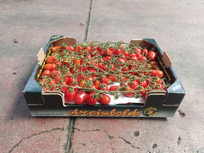 Foto Pomodoro Datterino Origine Italia Marchio Arciboldo  1