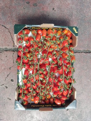 Foto Pomodoro Datterino Origine Italia Marchio Arciboldo  3