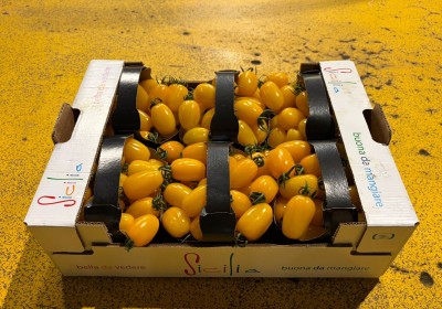 Foto Pomodoro Datterino  Giallo Origine Italia Marchio Sicilia 1