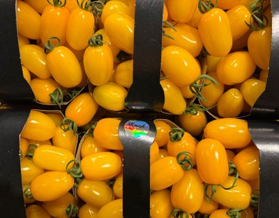 Foto Pomodoro Datterino  Giallo Origine Italia Marchio Sicilia 2