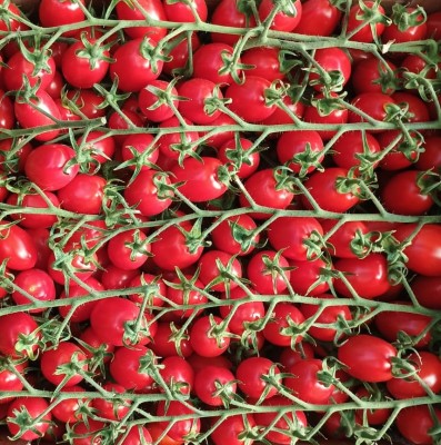 Foto Pomodoro Datterino Origine Italia  Marchio Sicilia  2