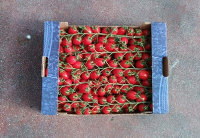 Foto Pomodoro Datterino Origine Italia  Marchio Sicilia  3