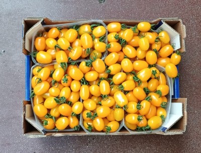 Foto Pomodoro Datterino Giallo Origine Italia Marchio DoppioGusto 3