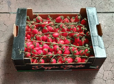 Foto Pomodoro Datterino Rosso Origine Italia Marchio Doppio Gusto  1