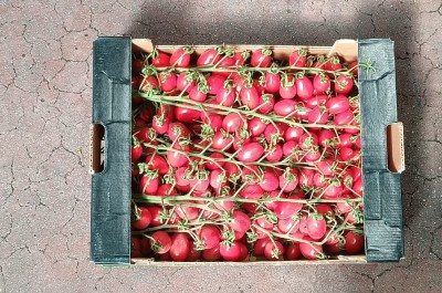 Foto Pomodoro Datterino Rosso Origine Italia Marchio Doppio Gusto  3