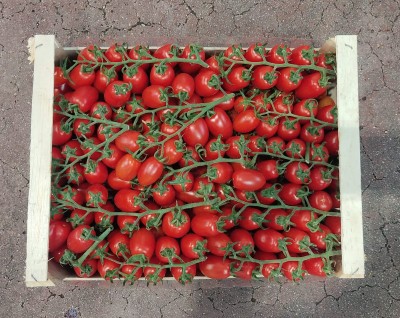 Foto Pomodoro Datterino Origine italia Marchio  Malta 2