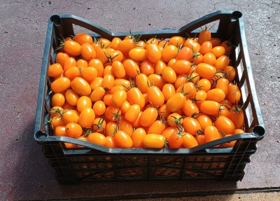 Foto Datterino Giallo Lavorazione In Plastica Origine Italia Marchio Verde Mediterraneo 1