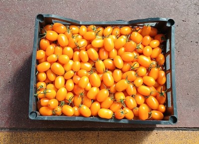 Foto Datterino Giallo Lavorazione In Plastica Origine Italia Marchio Verde Mediterraneo 3