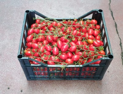 Foto Pomodoro Datterino Origine Italia Marchio Kasmenea Ortaggi  1