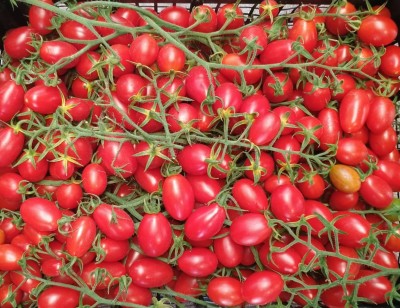 Foto Pomodoro Datterino Origine Italia Marchio Kasmenea Ortaggi  2