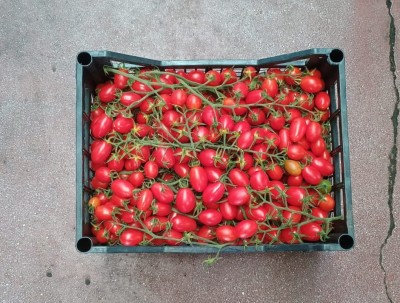 Foto Pomodoro Datterino Origine Italia Marchio Kasmenea Ortaggi  3