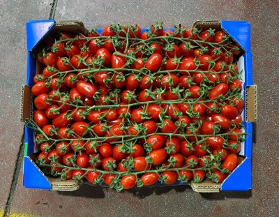 Foto Pomodoro Datterino Origine Italia Marchio Ballone 3