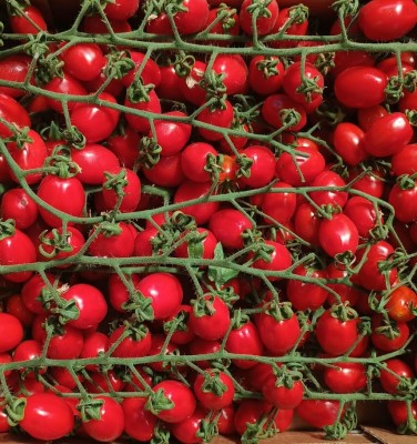 Foto Pomodoro Datterino Origine Italia Marchio Epomea 2