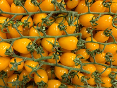 Foto Pomodoro Datterino Giallo Origine Italia Marchio Di Gregorio 2