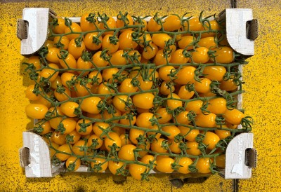 Foto Pomodoro Datterino Giallo Origine Italia Marchio Di Gregorio 3