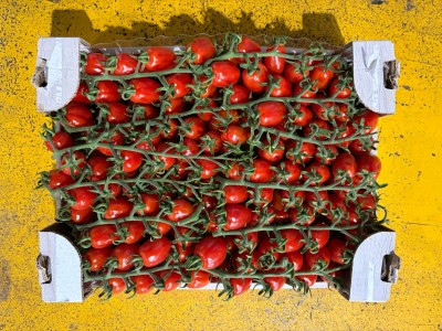 Foto Pomodoro Datterino Origine Italia Marchio Di Gregorio 3