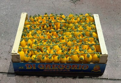 Foto Pomodoro Datterino Giallo Origine italia Marchio Di Gregorio 1