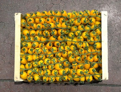 Foto Pomodoro Datterino Giallo Origine italia Marchio Di Gregorio 3