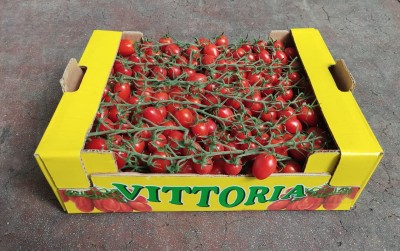 Foto Pomodoro Datterino Origine Italia Marchio Vittoria 1