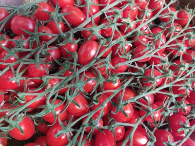 Foto Pomodoro Datterino Origine Italia Marchio Vittoria 2