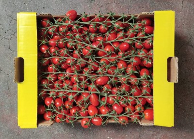 Foto Pomodoro Datterino Origine Italia Marchio Vittoria 3