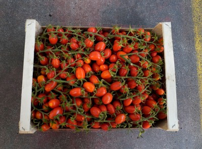 Foto Pomodoro Datterino Origine Italia Marchio Cjapi 3