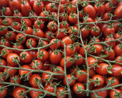 Foto Pomodoro Datterino Origine Italia Marchio Spatola  2