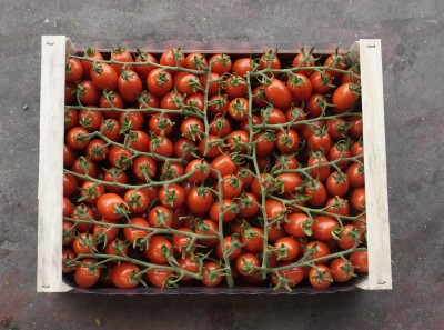 Foto Pomodoro Datterino Origine Italia Marchio Spatola  3