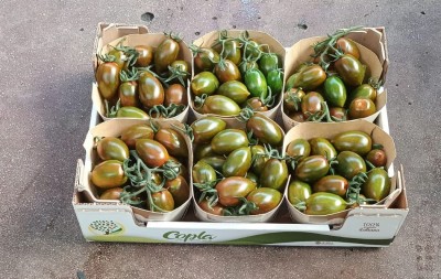 Foto Pomodoro Zebrino Origine Italia Marchio Copla  1