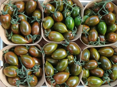 Foto Pomodoro Zebrino Origine Italia Marchio Copla  2