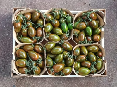 Foto Pomodoro Zebrino Origine Italia Marchio Copla  3