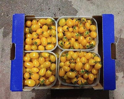 Foto Pomodoro Datterino Origine Italia Marchio Primizie 3