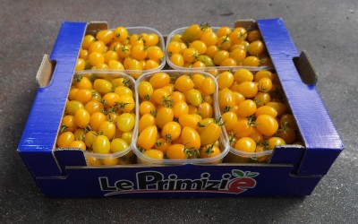 Foto Pomodoro Datterino Giallo Origine Italia Marchio Primizie 1