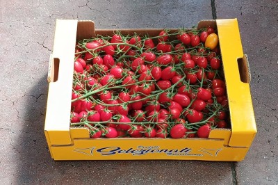 Foto Pomodoro Datterino Rosso Origine Italia Marchio Prodotti Selezionati  1