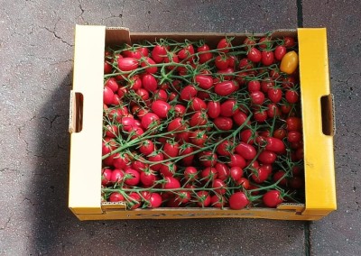 Foto Pomodoro Datterino Rosso Origine Italia Marchio Prodotti Selezionati  3