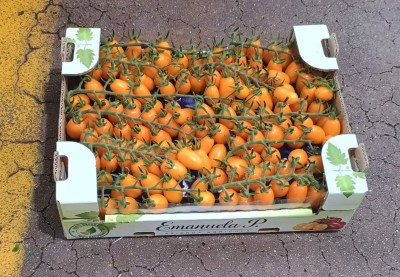 Foto Pomodoro Datterino Giallo Origine Italia Marchio Emanuela 1